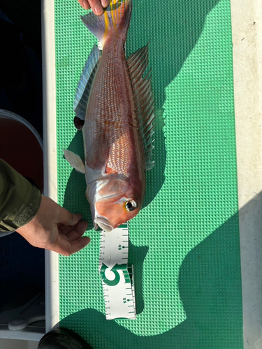 アマダイの釣果