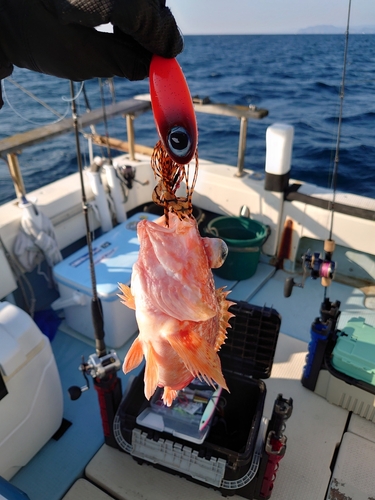 ウッカリカサゴの釣果