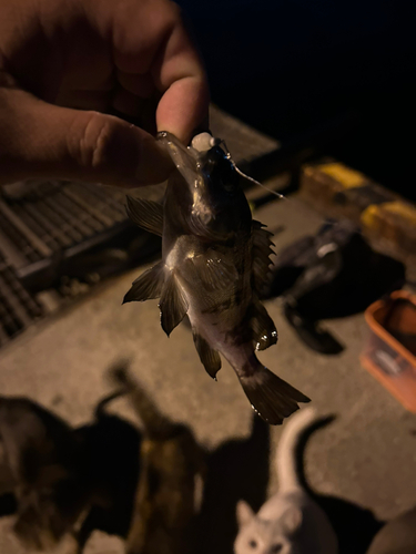 メバルの釣果