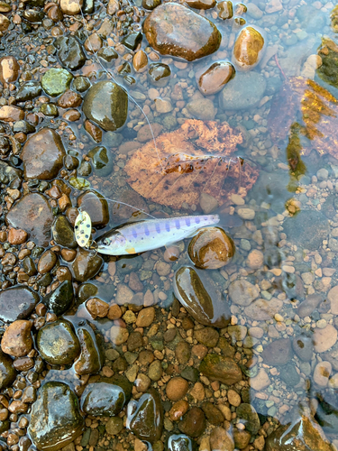 ヤマメの釣果