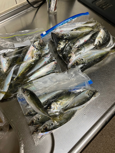 アジの釣果