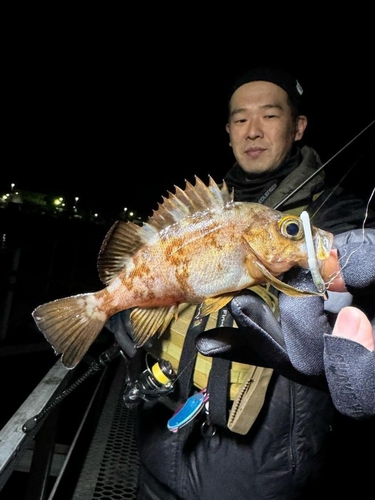 アカメバルの釣果