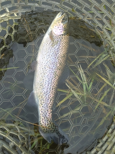 ニジマスの釣果