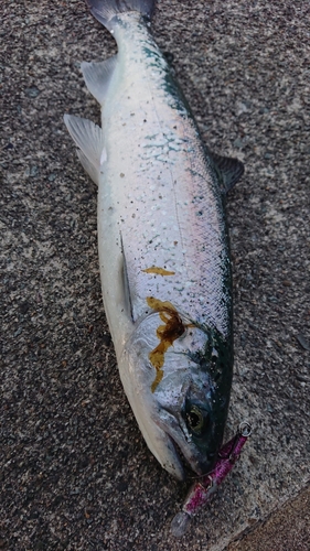 サクラマスの釣果