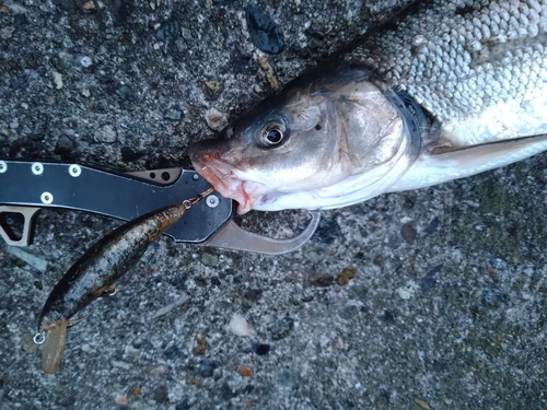 ウグイの釣果