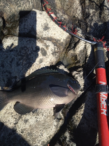 メジナの釣果