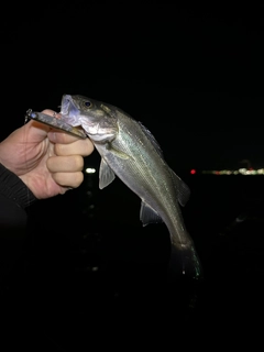 スズキの釣果