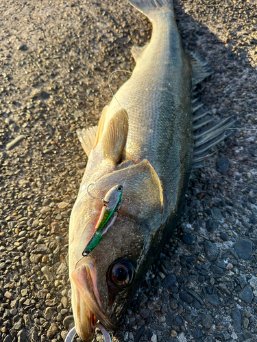 シーバスの釣果