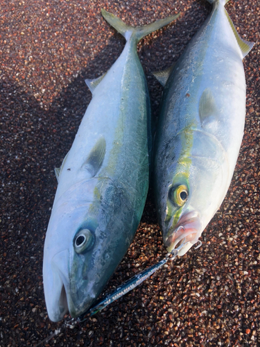 ツバスの釣果