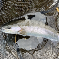 ホウライマスの釣果