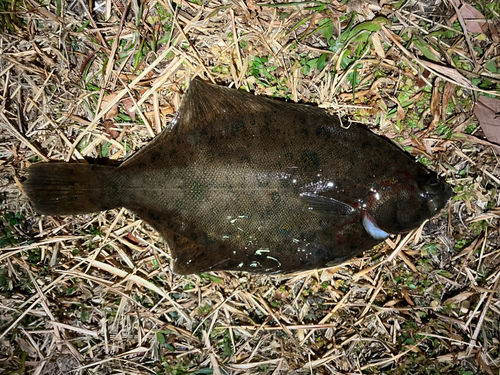 カレイの釣果