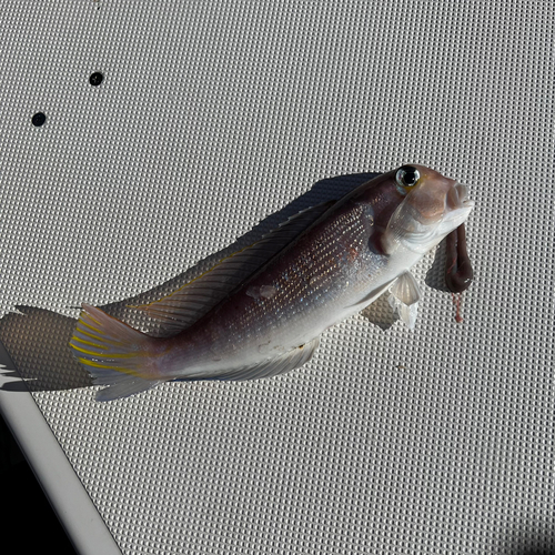 シロアマダイの釣果