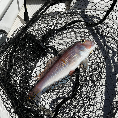 アカアマダイの釣果