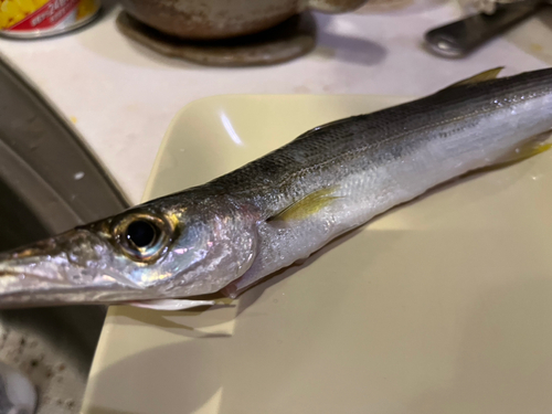 カマスの釣果