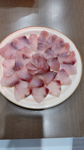 ヤズの釣果