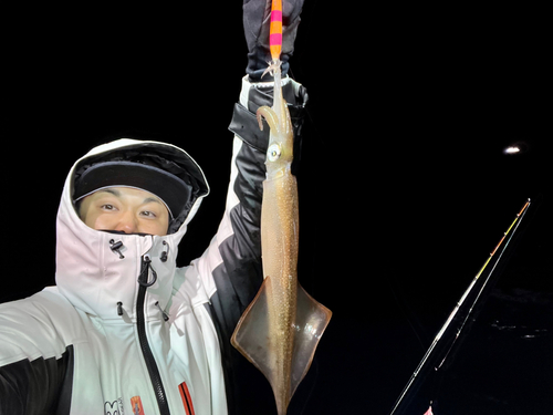 ヤリイカの釣果