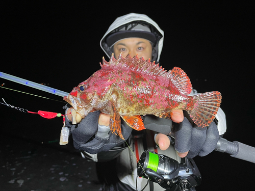 ヨロイメバルの釣果