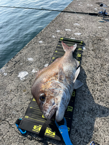 マダイの釣果