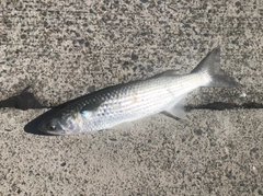 ボラの釣果