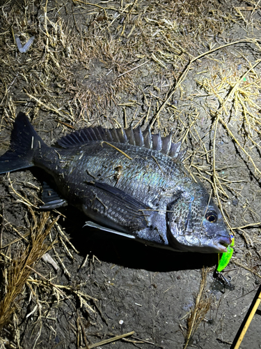 クロダイの釣果