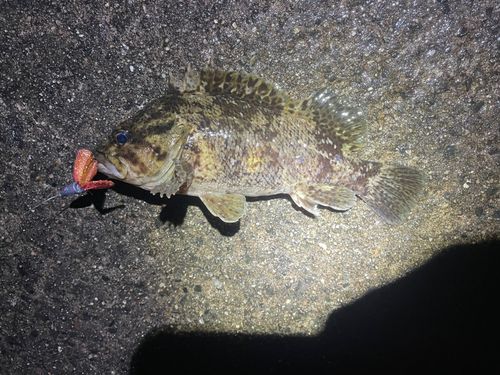 ムラソイの釣果