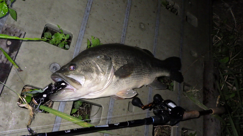 ラージマウスバスの釣果