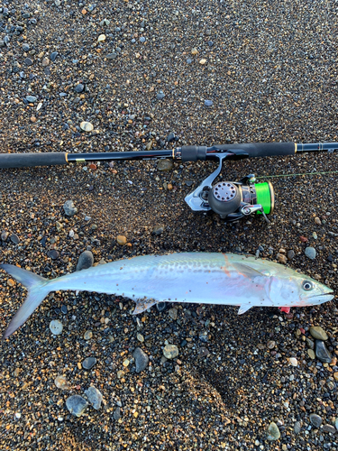 サゴシの釣果