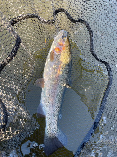 ニジマスの釣果