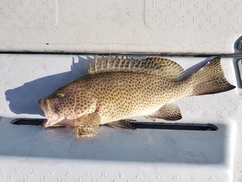 オオモンハタの釣果