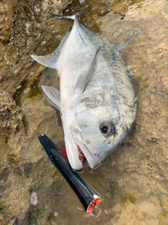 ロウニンアジの釣果