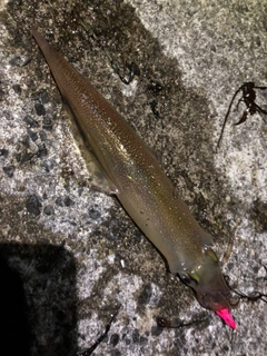 ヤリイカの釣果