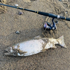 アメマスの釣果