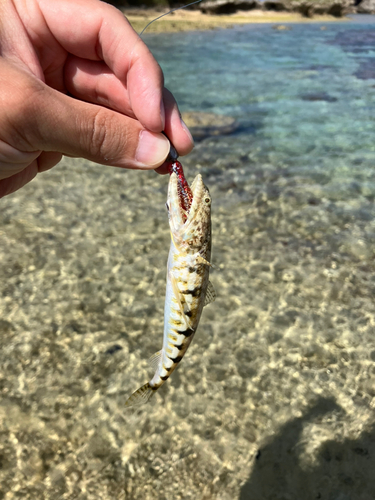 エソの釣果