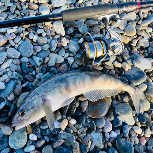 ホッケの釣果