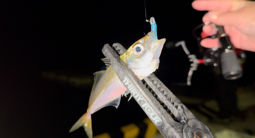 マアジの釣果