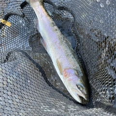 ホウライマスの釣果