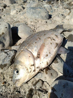 ヘラブナの釣果