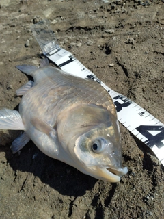 ヘラブナの釣果