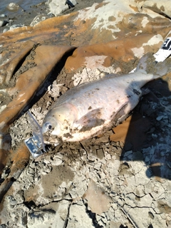 ヘラブナの釣果