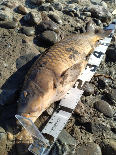 コイの釣果