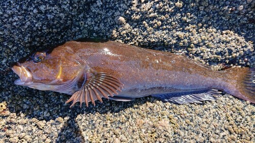 アイナメの釣果