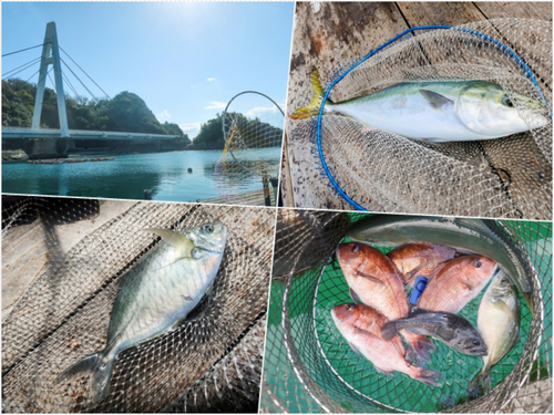 タイの釣果