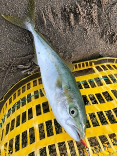 ヤズの釣果