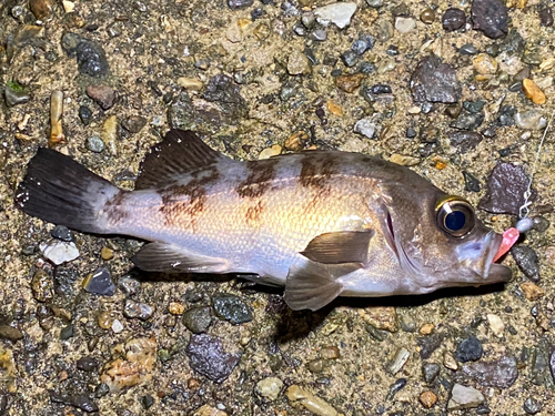 メバルの釣果