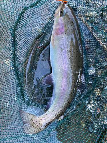 ニジマスの釣果