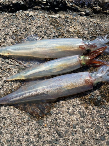 ヤリイカの釣果