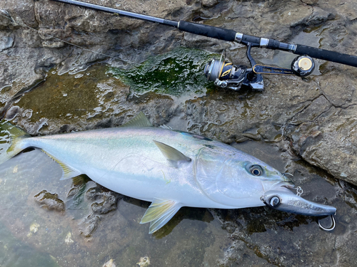 ワラサの釣果