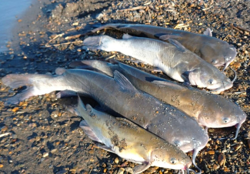 アメリカナマズの釣果