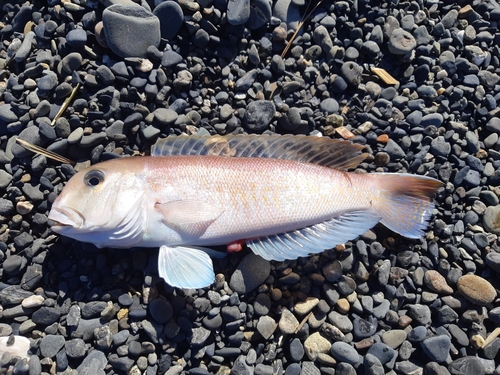 タイの釣果