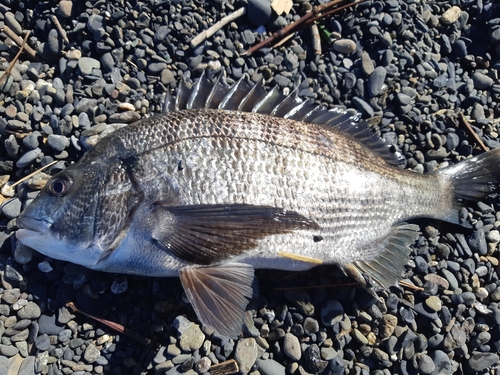 タイの釣果